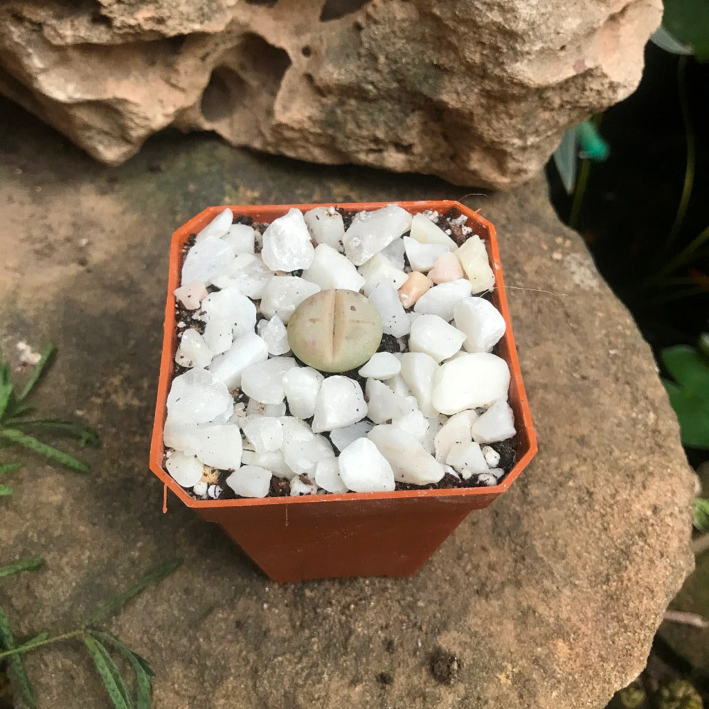 Dinteranthus microspermus subsp. puberulus Succulent Plant - myBageecha