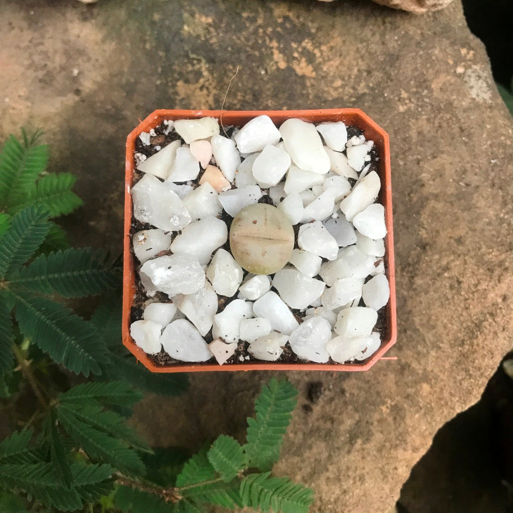 Dinteranthus microspermus subsp. puberulus Succulent Plant - myBageecha