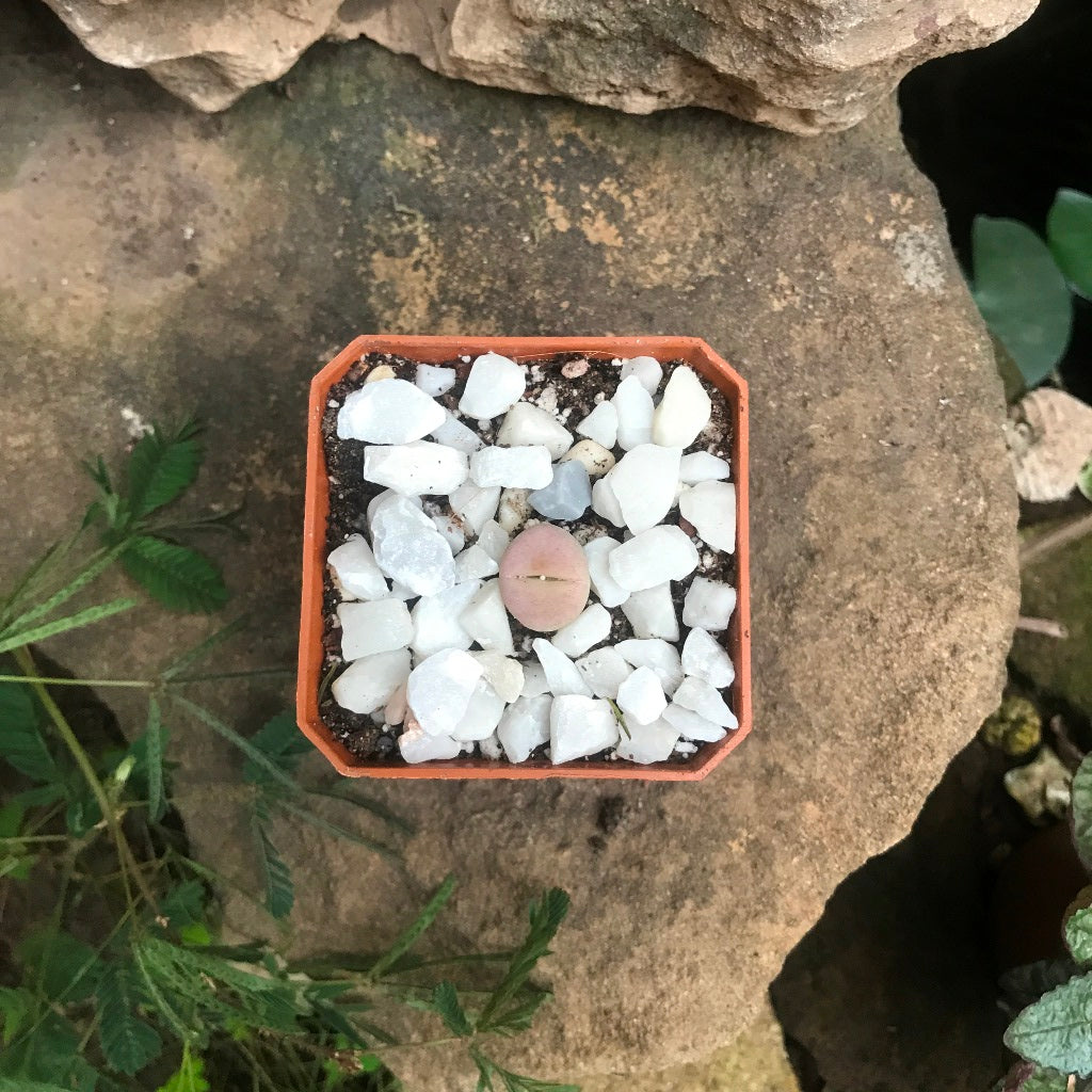 Dinteranthus microspermus subsp. puberulus Succulent Plant - myBageecha