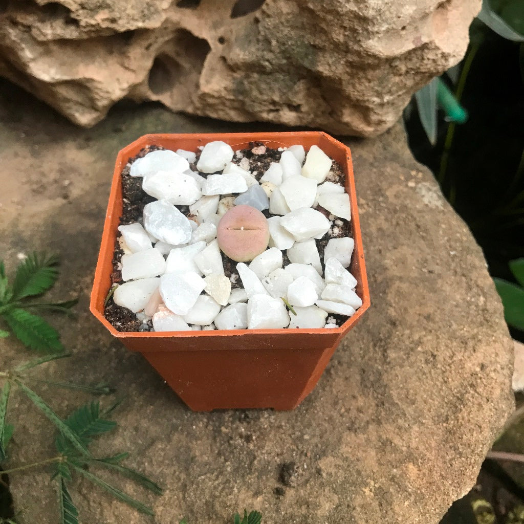 Dinteranthus microspermus subsp. puberulus Succulent Plant - myBageecha