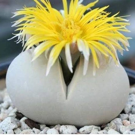 Dinteranthus Microspermus Succulent Plant - myBageecha