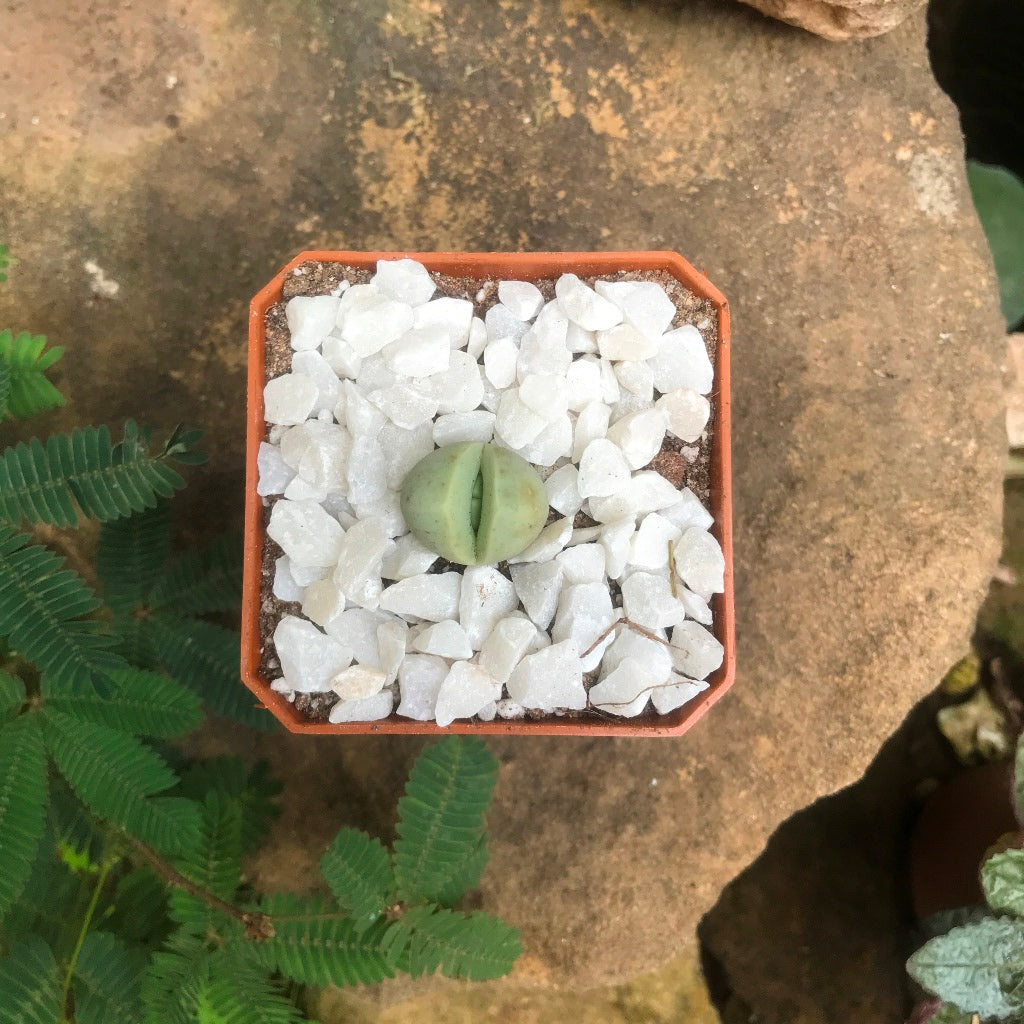 Dinteranthus Microspermus Succulent Plant - myBageecha