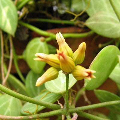 Watermelon Dischidia Plants myBageecha - myBageecha