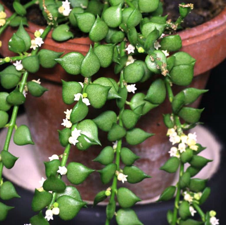 Dischidia Ruscifolia Million Hearts Plant - myBageecha