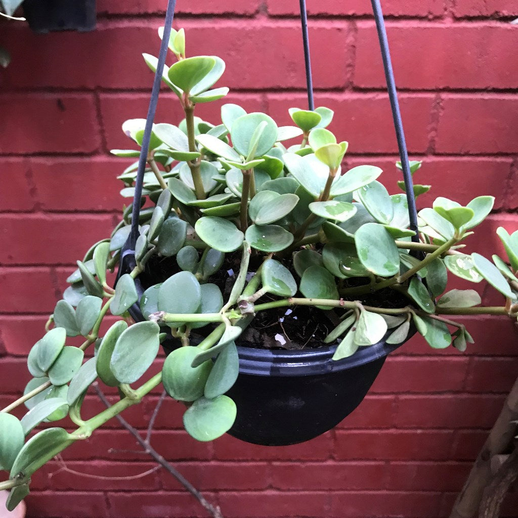 Dischdia Oiantha Geri Plant - myBageecha