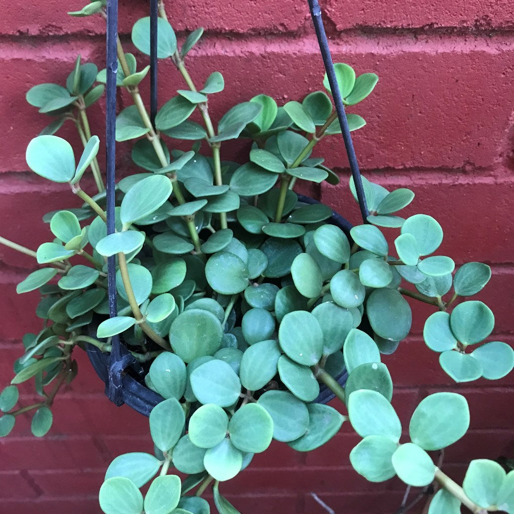 Dischdia Oiantha Geri Plant - myBageecha