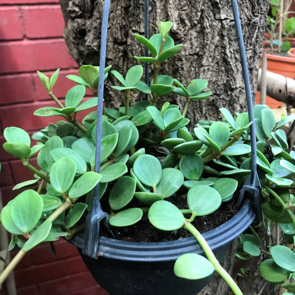 Dischdia Oiantha Geri Plant - myBageecha