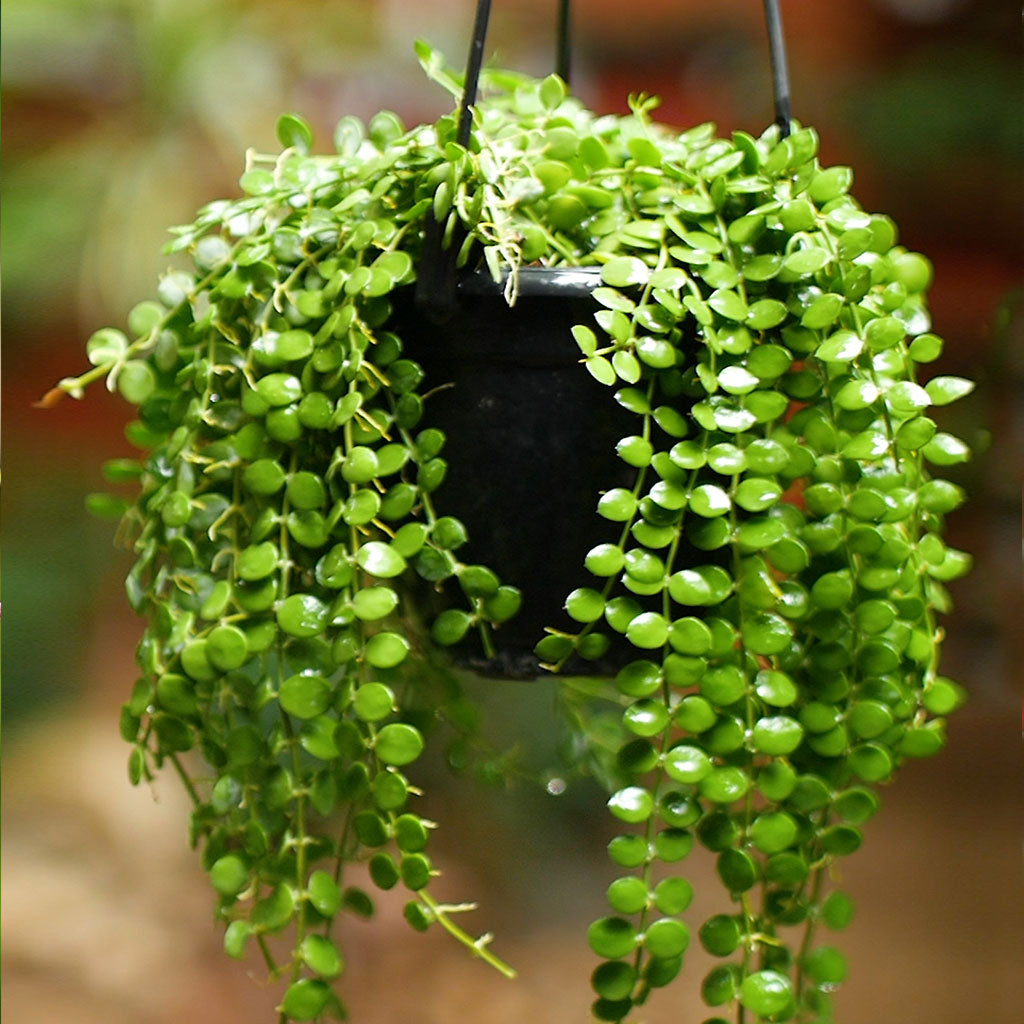 Dischidia Nummularia Plant - myBageecha