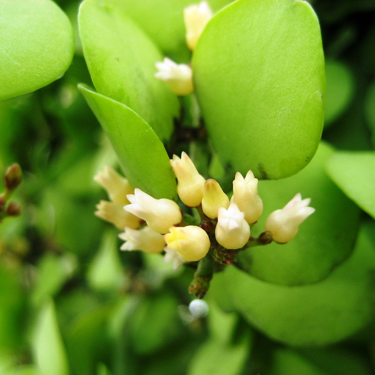 Dischdia Oiantha Geri Plant - myBageecha