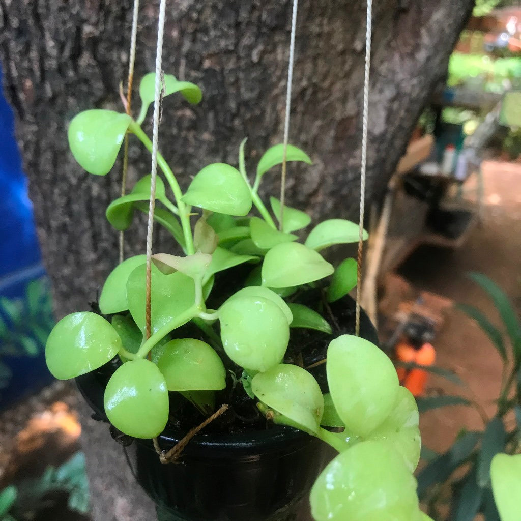 Dischdia Oiantha Geri Plant - myBageecha