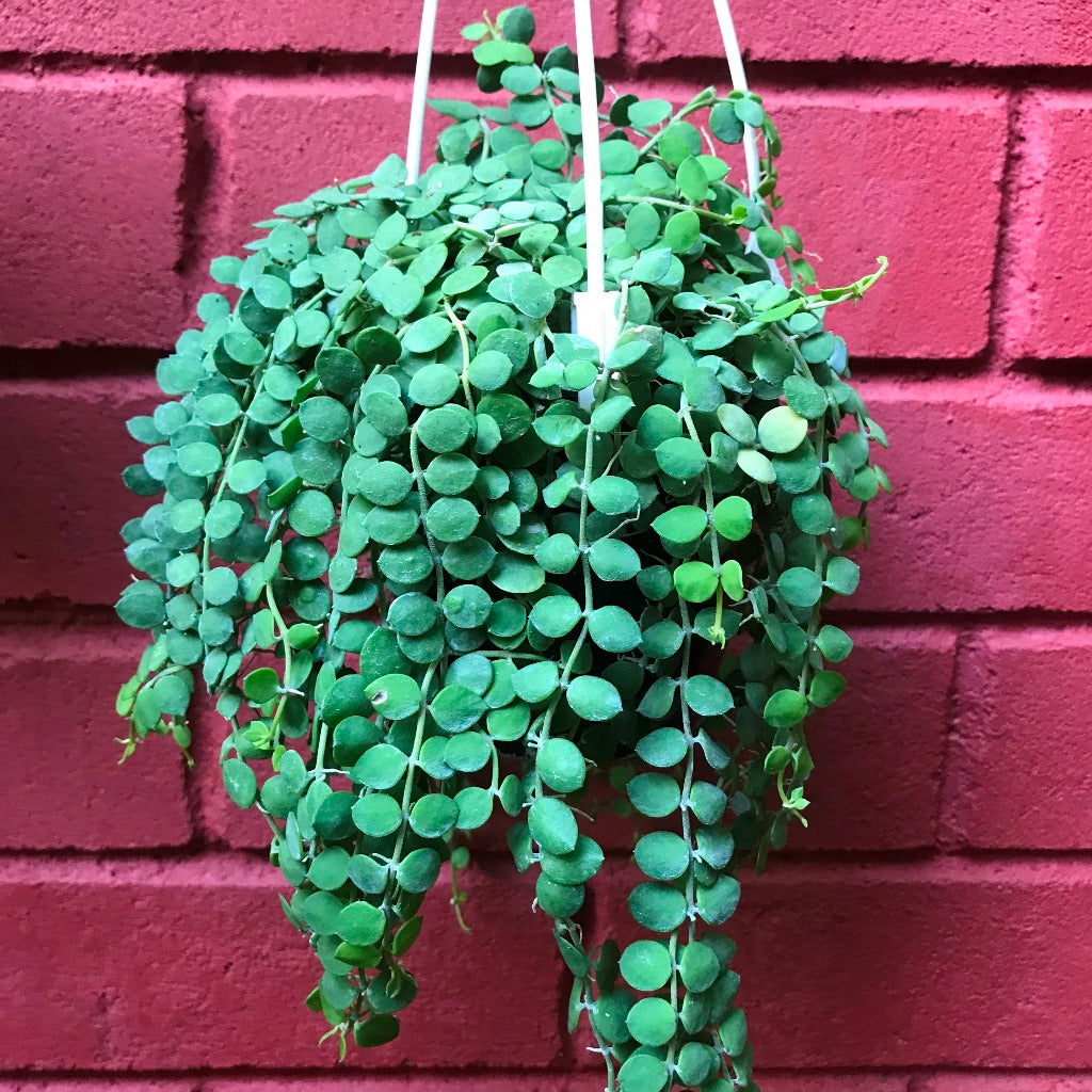 Dischidia Nummularia Plant - myBageecha