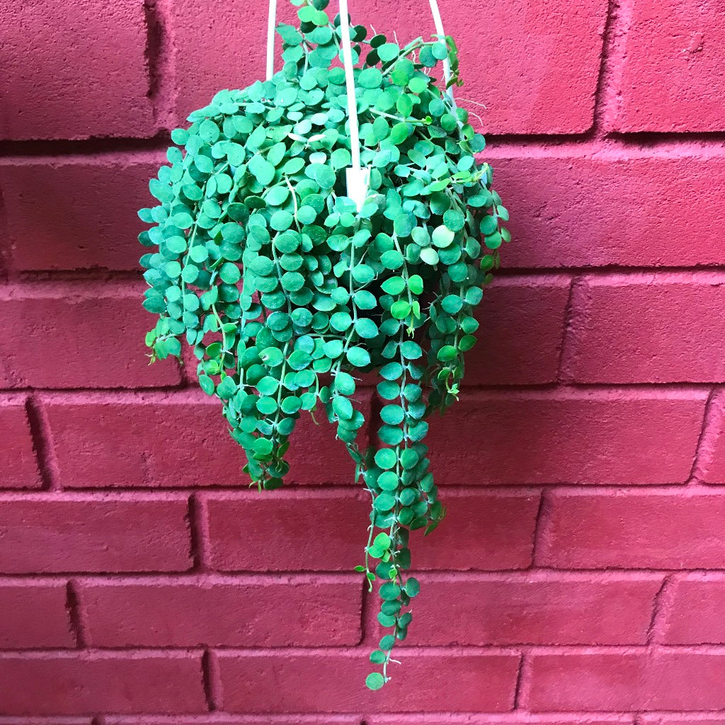 Dischidia Nummularia Plant - myBageecha