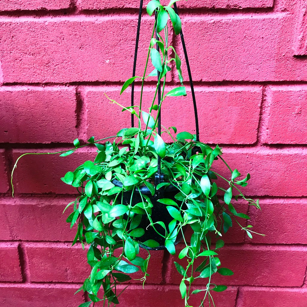 Dischidia oiantha Green Plant - myBageecha