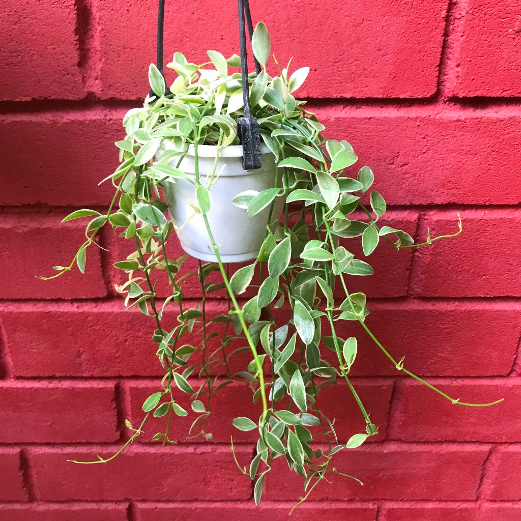 Dischidia oiantha Variegata Plant - myBageecha