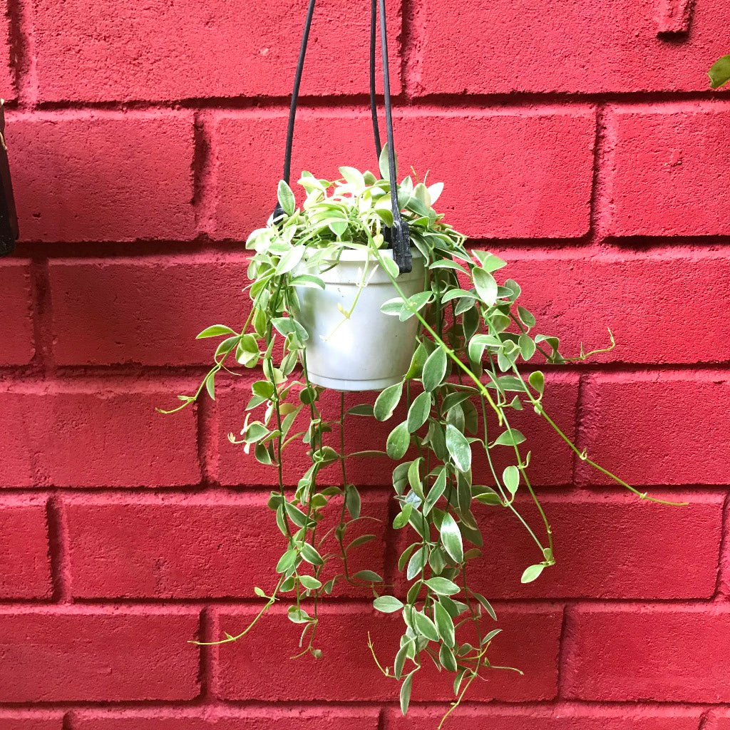 Dischidia oiantha Variegata Plant - myBageecha