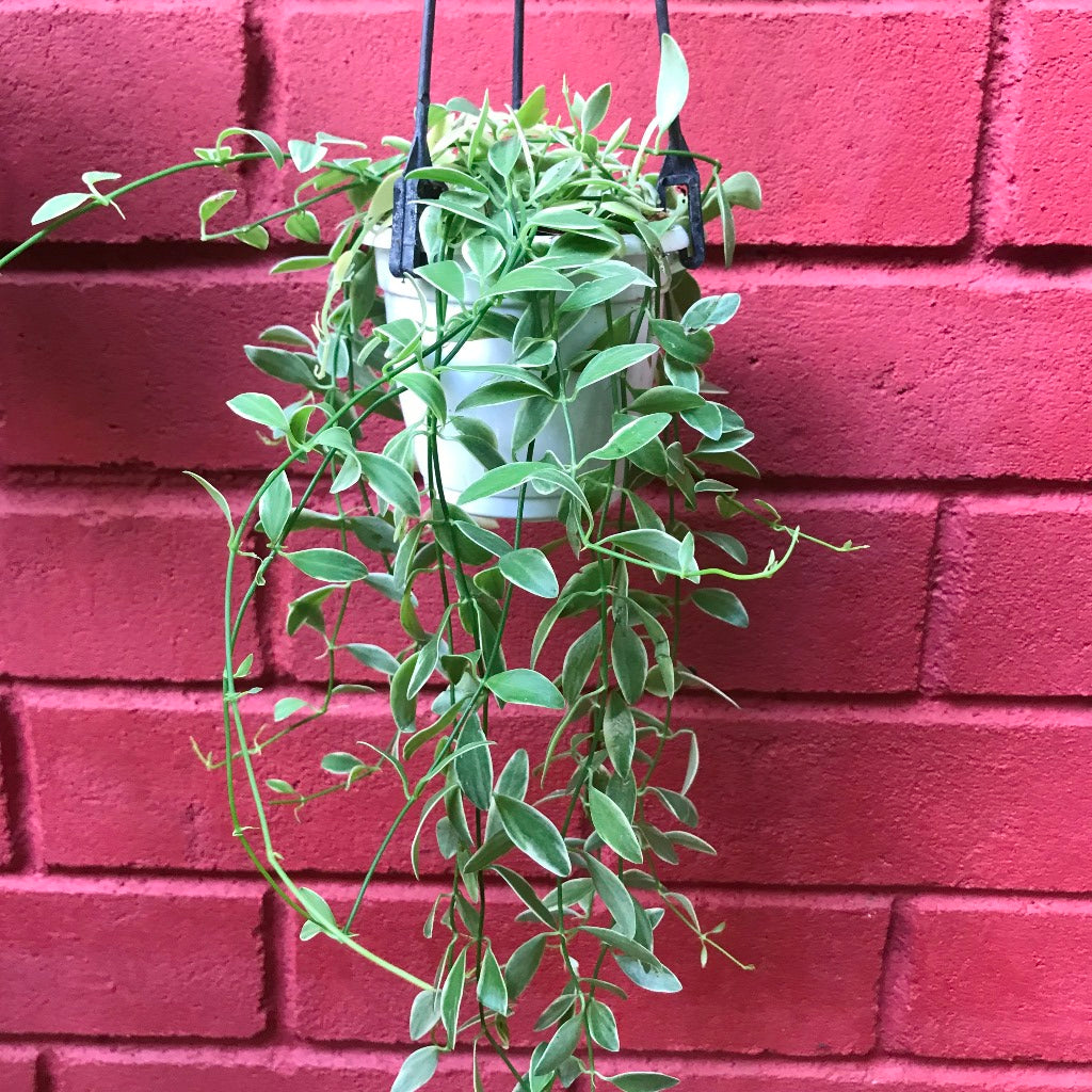 Dischidia oiantha Variegata Plant - myBageecha