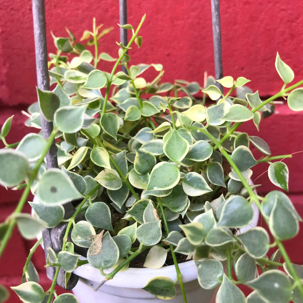 Dischidia Ruscifolia Million Hearts Variegata Plant - myBageecha