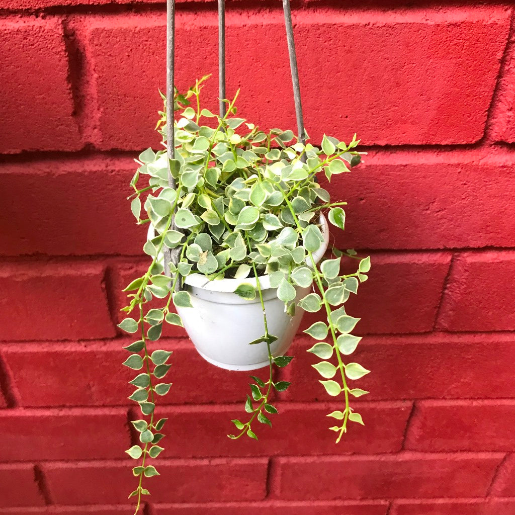 Dischidia Ruscifolia Million Hearts Variegata Plant - myBageecha