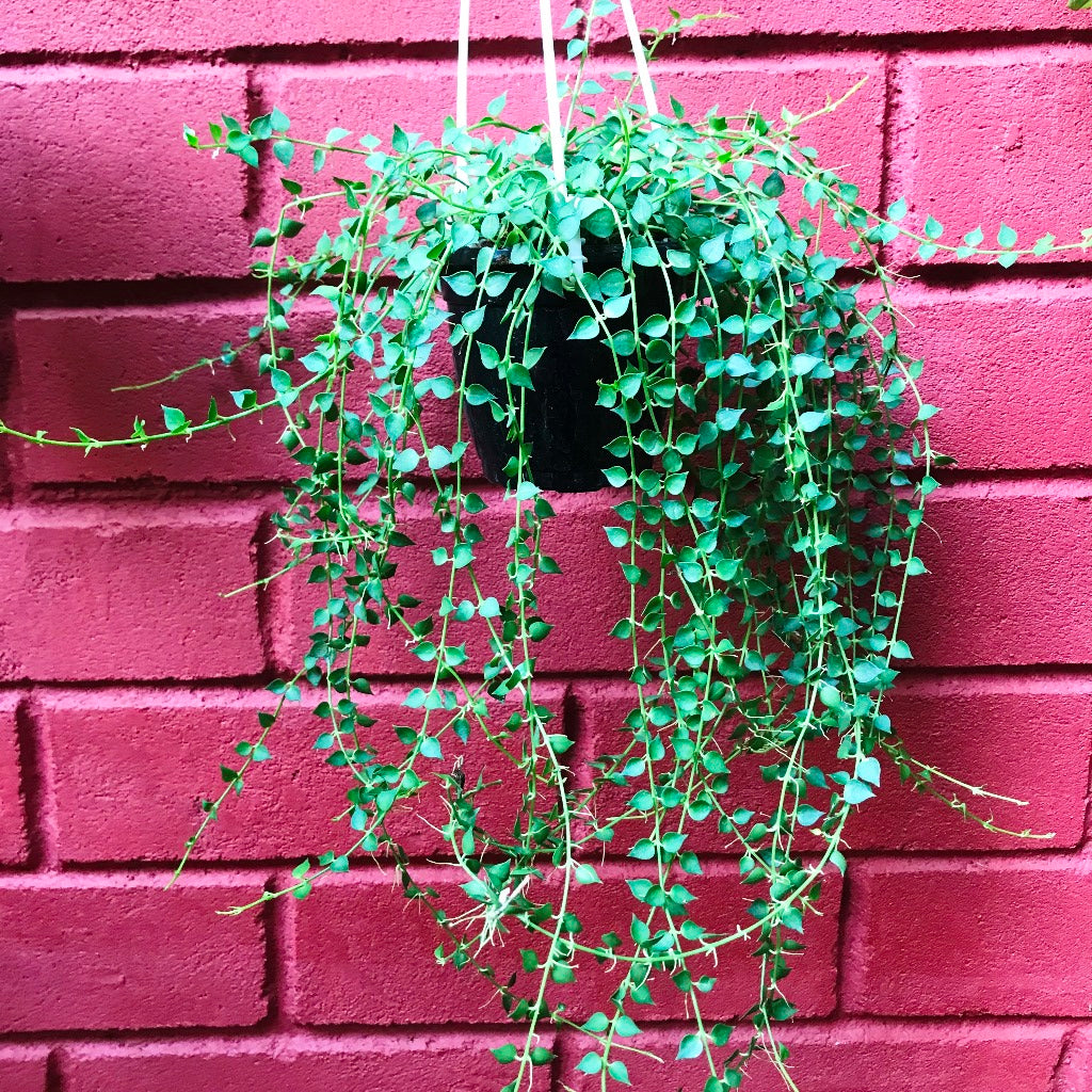 Dischidia Ruscifolia Million Hearts Plant - myBageecha