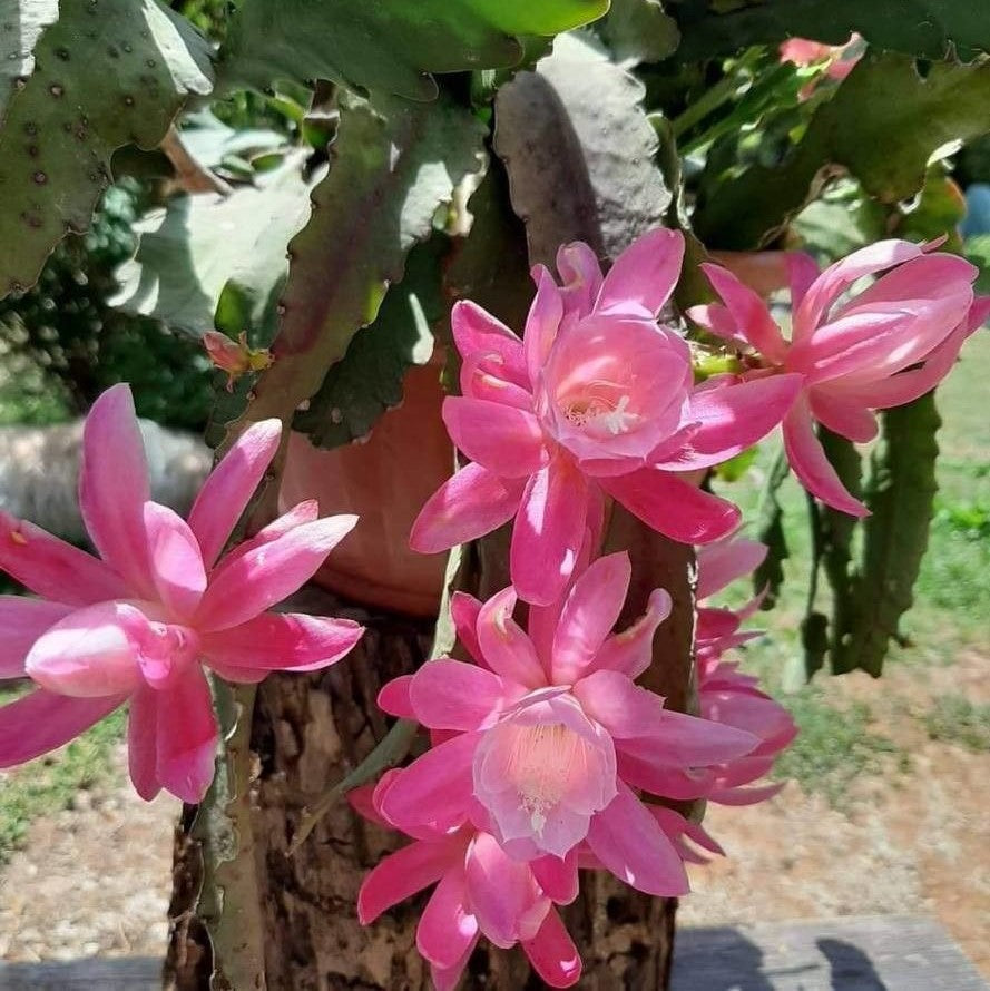 Disocactus Phyllanthoides German Empress Cactus Plant - myBageecha