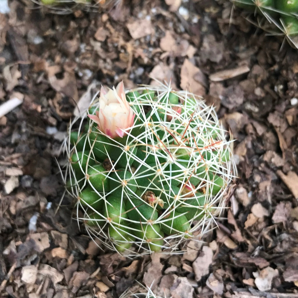Mammillaria Camptotricha Birds Nest Cactus Plant - myBageecha