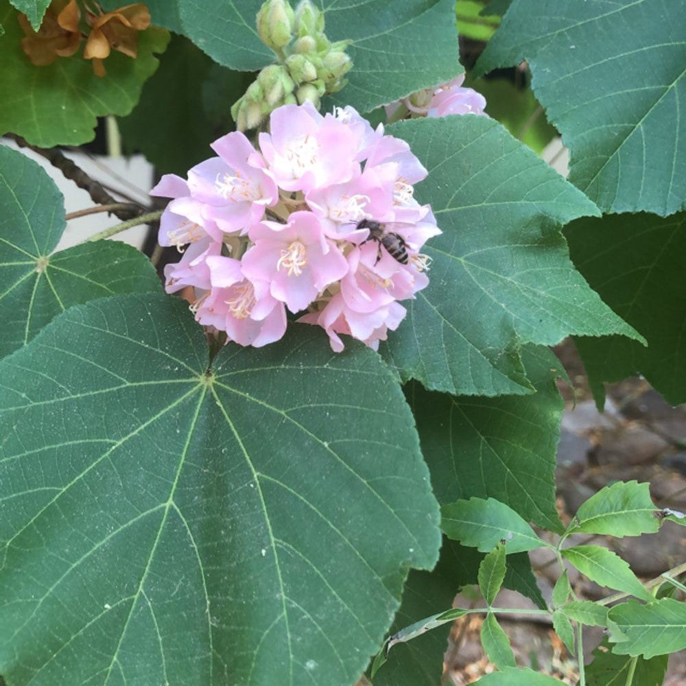 Dombeya Spectabilis Plant - myBageecha