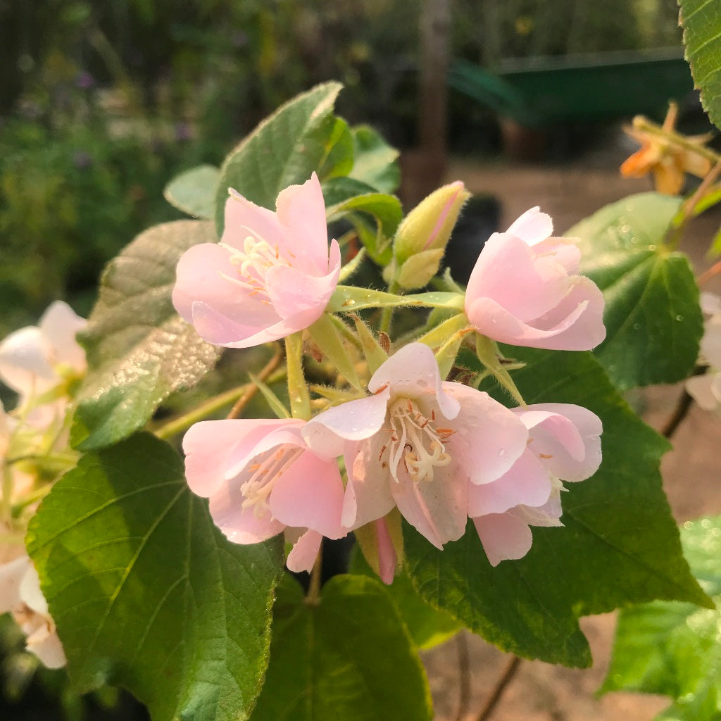Dombeya Spectabilis Plant - myBageecha