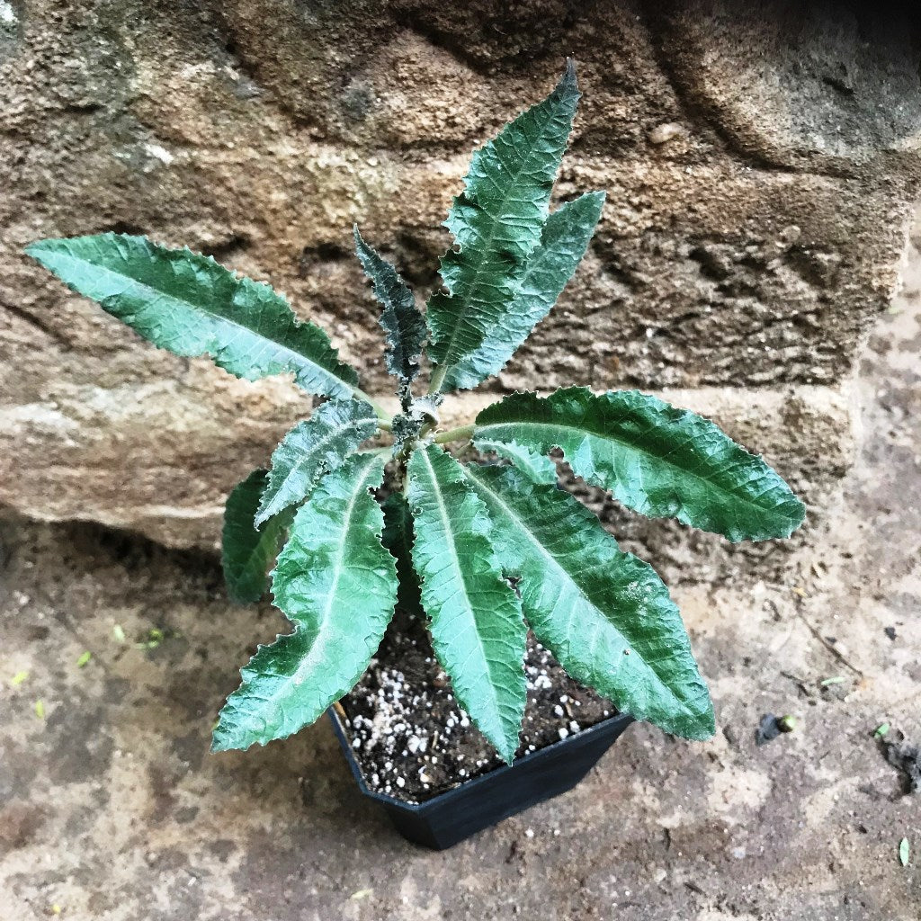 Dorstenia crispa - myBageecha