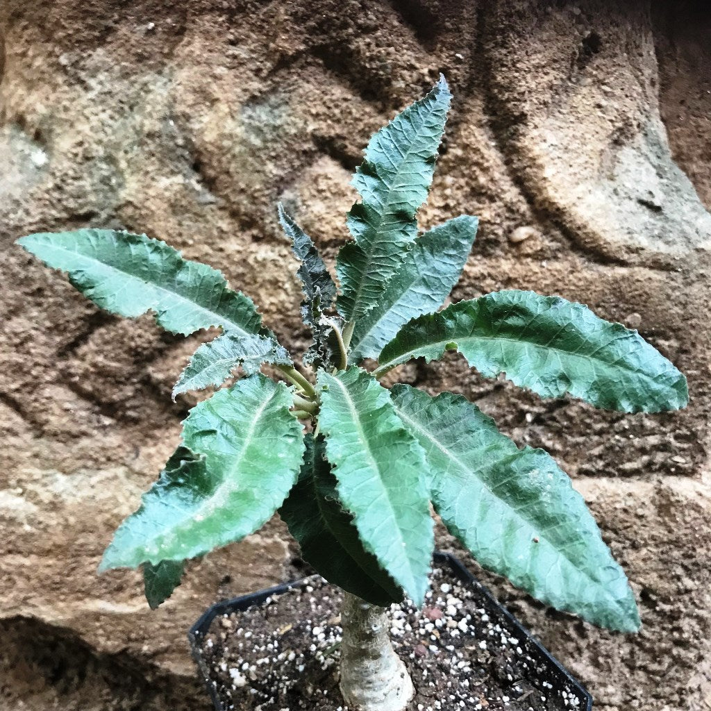 Dorstenia crispa - myBageecha