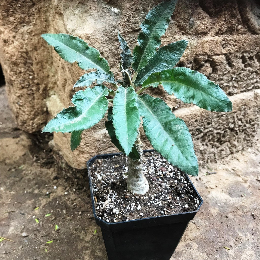 Dorstenia crispa - myBageecha