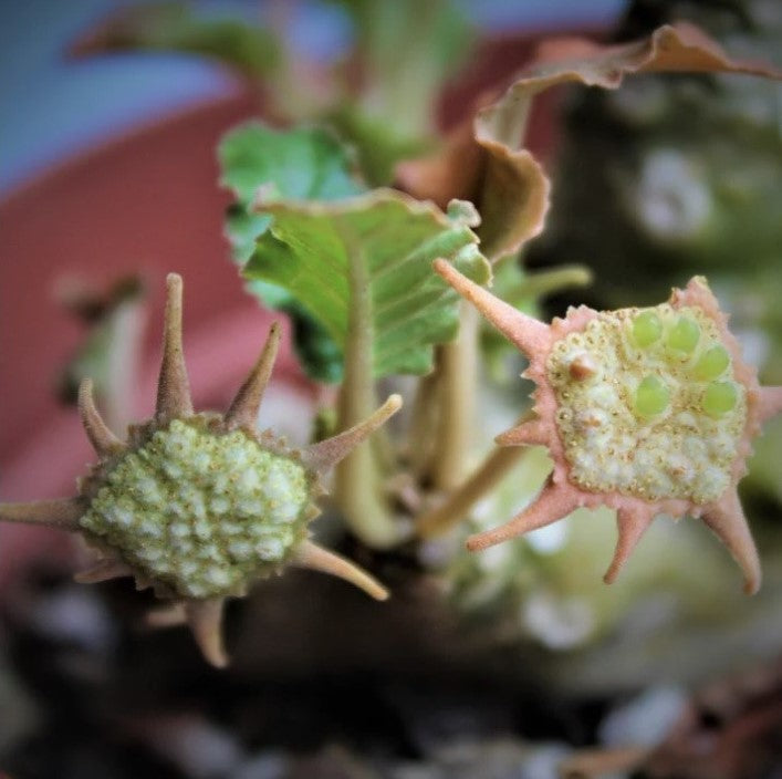 Dorstenia crispa - myBageecha