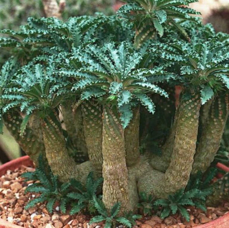 Dorstenia crispa - myBageecha