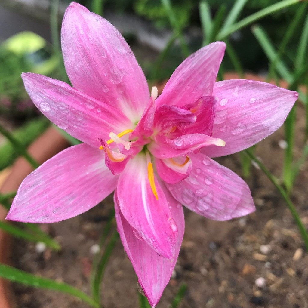 Rain Lily 'Double Lotus' (Bulbs) - myBageecha