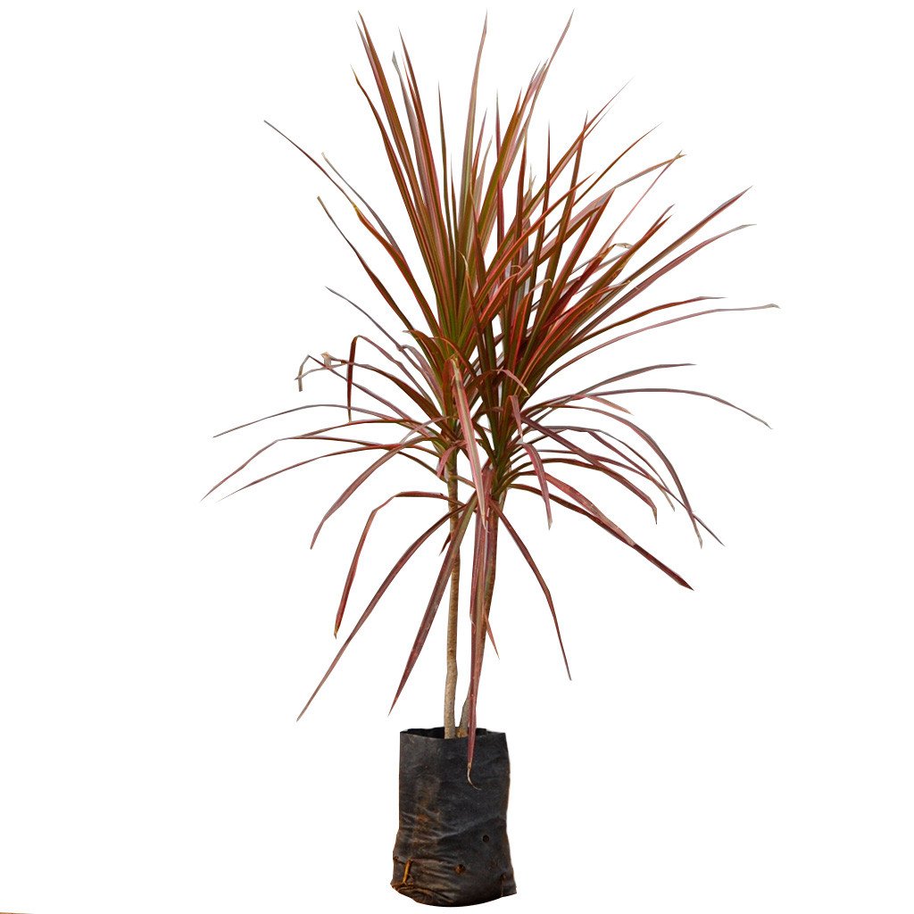 Dracaena Marginata Tricolor Plant slender upright form