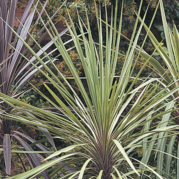 Dracaena Chora Plant foliage close view – myBageecha