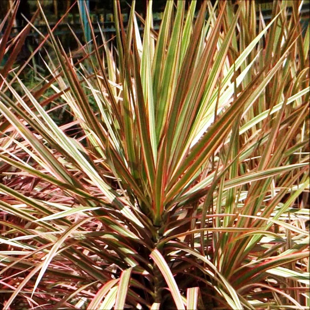 dracaena marginata tricolor outdoor Dracaena Marginata Tricolor Foliage Plant