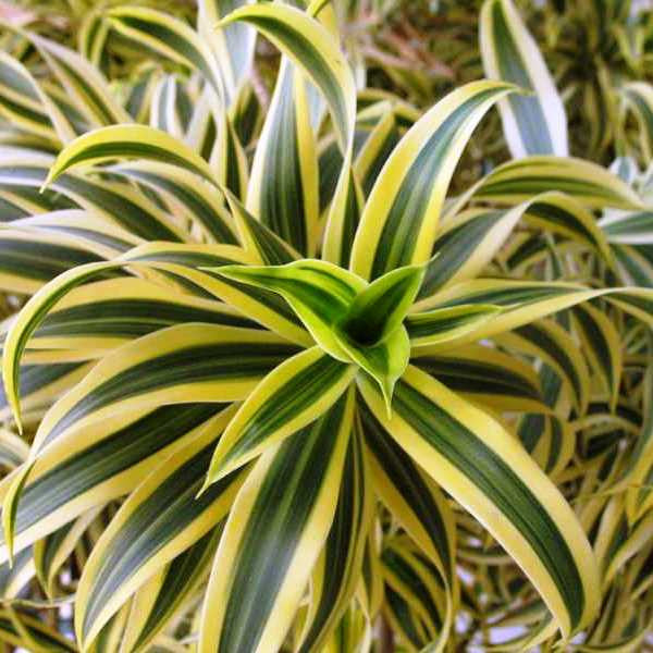 Dracaena Song of India Variegated Plant foliage detail – myBageecha