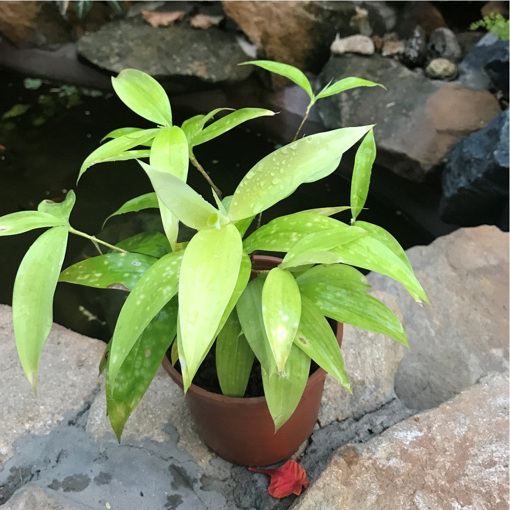 Japanese Bamboo Plant upright growth – myBageecha