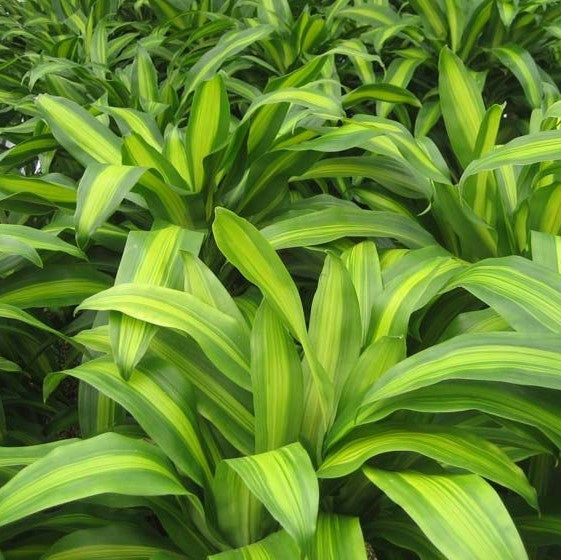 Dracaena Massangeana Plant interior pot decor styling