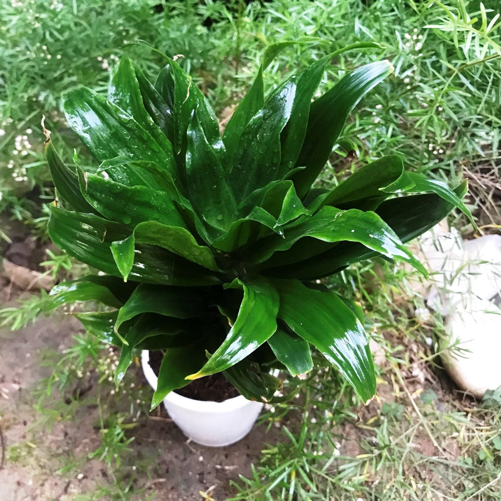 dracaena dark green leaves Dracaena Compacta Green Upright Indoor Plant