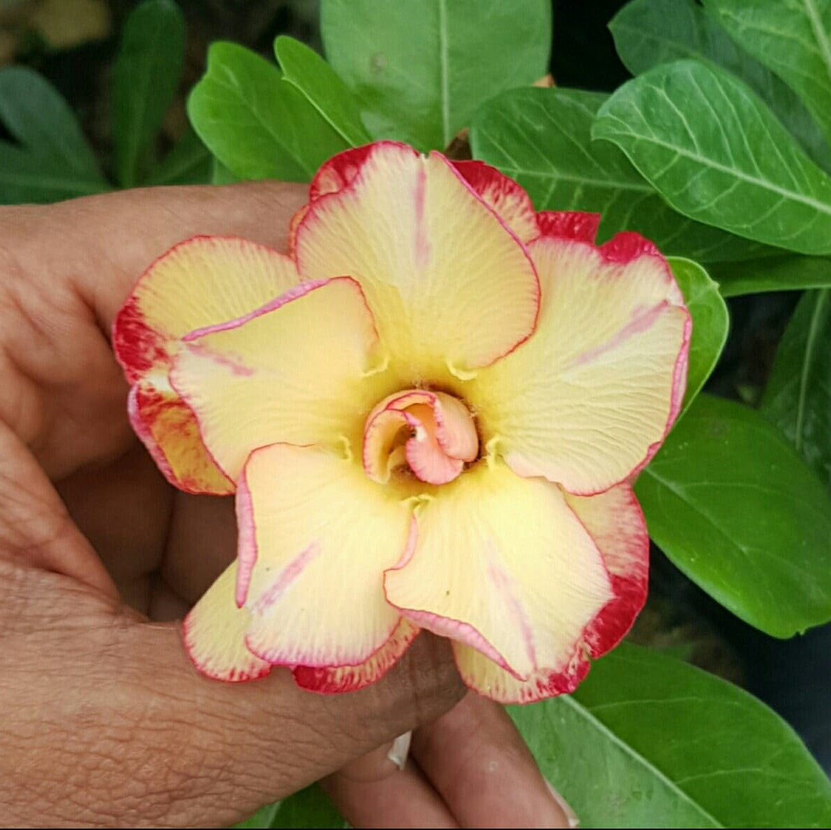 Duo Amber Adenium Desert Rose Plant