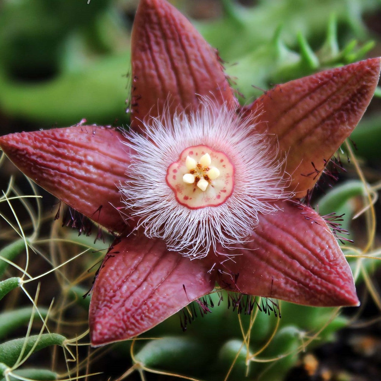 Duvalia Sulcata Succulent Plant - myBageecha