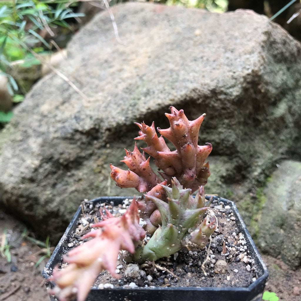 Duvalia Sulcata Succulent Plant - myBageecha