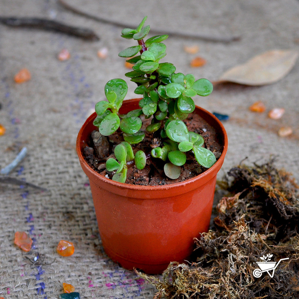 Dwarf Jade - Portulacaria Afra Plants myBageecha - myBageecha