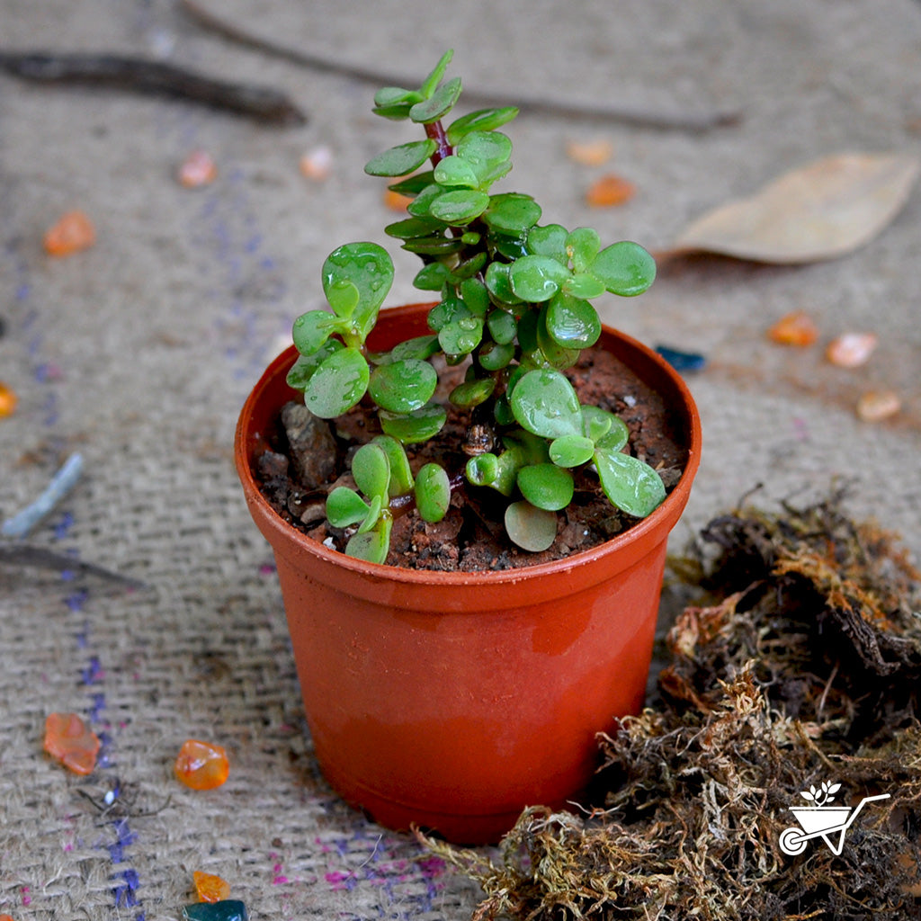 Set of 3 Lucky Plants - myBageecha