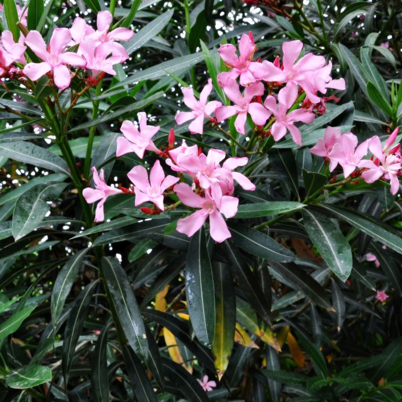 Nerium Oleander Splendens Dwarf Pink Oleander Plant - myBageecha