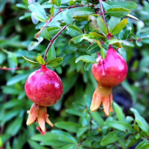 Dwarf Pomegranate Plant - myBageecha