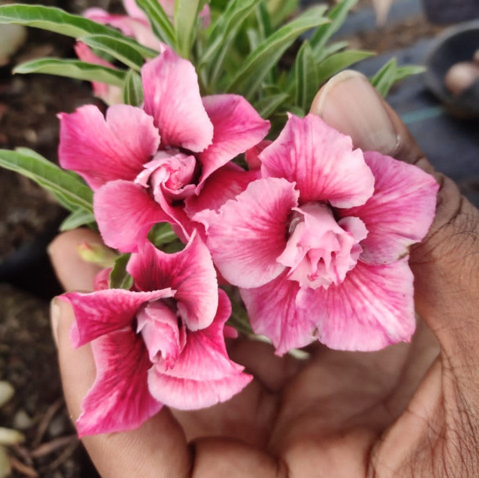 Flamingo Flock Adenium Plant - myBageecha