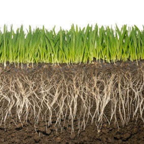 ECA - 0-2 mm -For Seedling Garden Essentials myBageecha - myBageecha