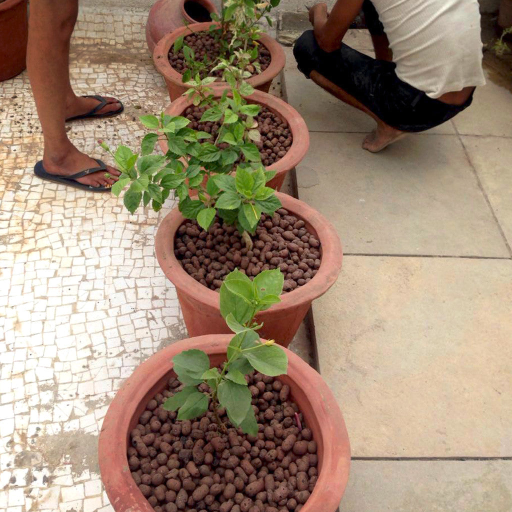 ECA balls in bonsai pot